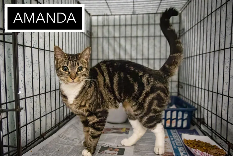 Amanda thumbnail 2