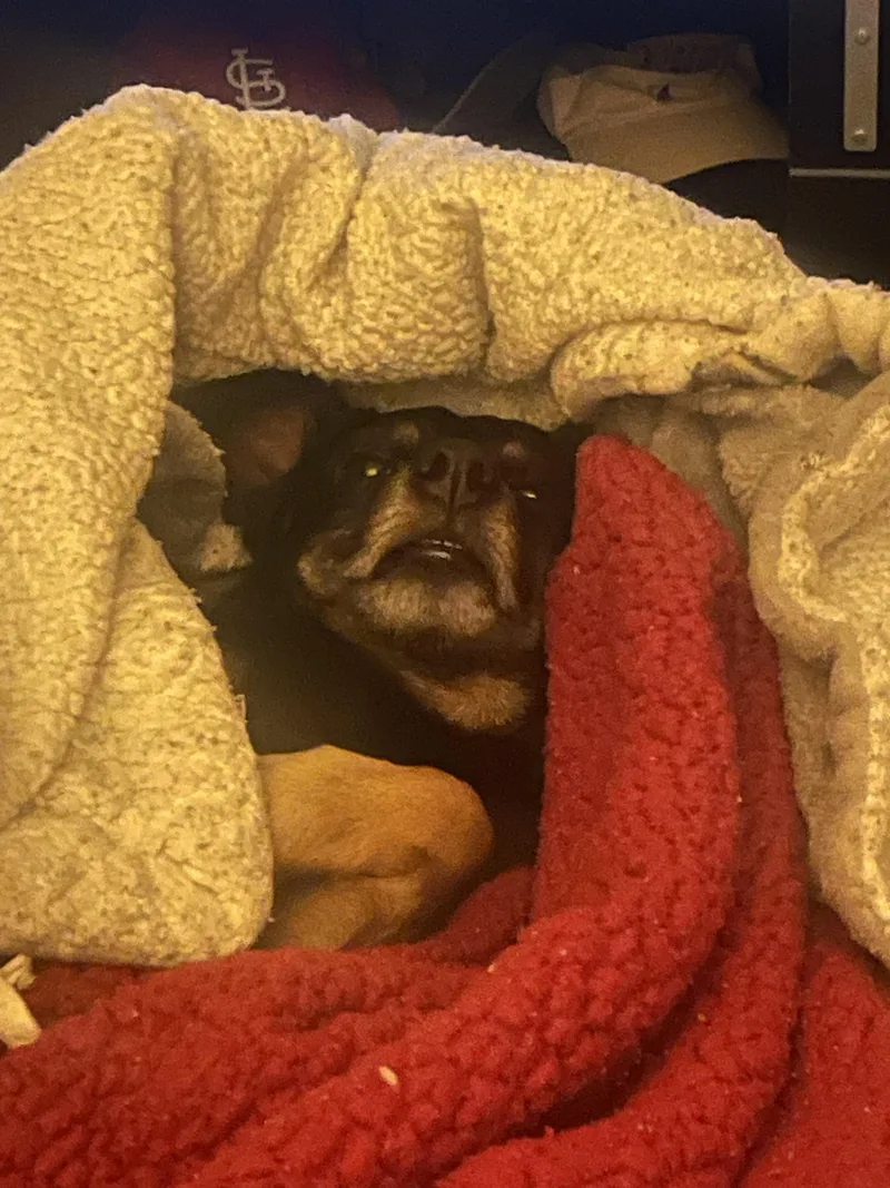 A senior small-sized male Black Chiweenie dog named Chop for adoption in Blytheville, AR
