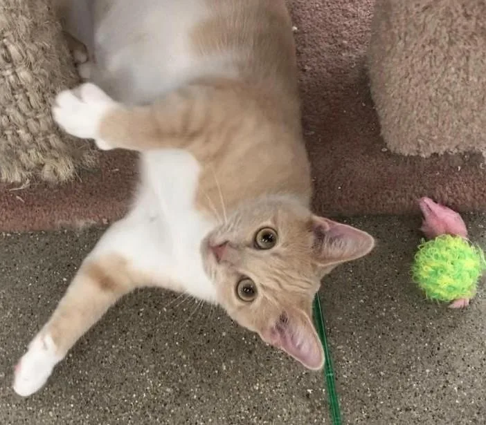 A young medium-sized female Domestic Short Hair cat named Chiffon for adoption in Somerset, KY