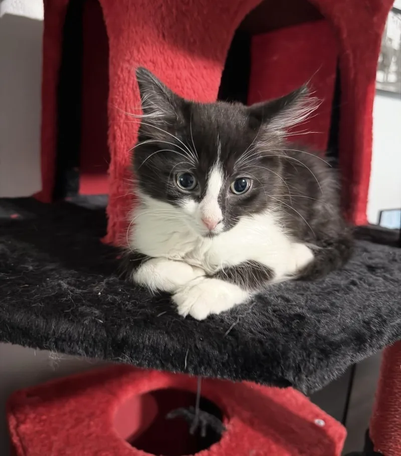 A baby medium-sized female Black & White / Tuxedo Domestic Long Hair cat named Jada for adoption in Woodlawn, TN