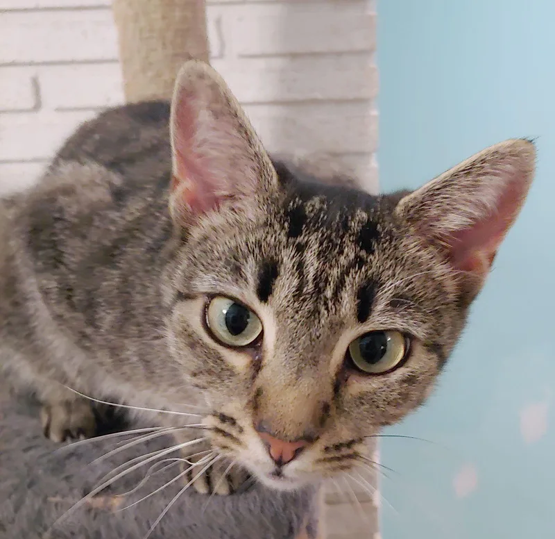 A young medium-sized female Domestic Short Hair cat named Quinn for adoption in Pompano Beach, FL