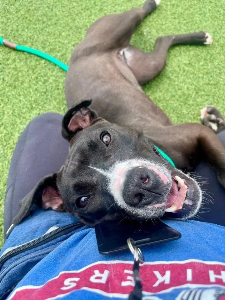 A young medium-sized female Black Pit Bull Terrier dog named Pippy for adoption in Seville, OH