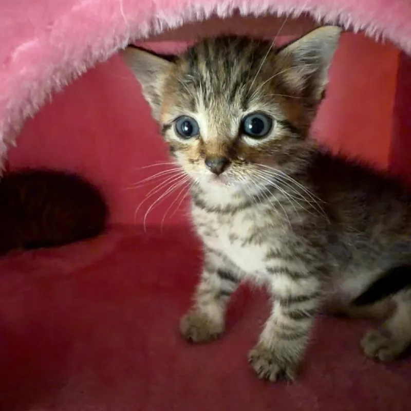 A baby small-sized male Brown / Chocolate Domestic Short Hair cat named Velocity for adoption in Westminster, CA