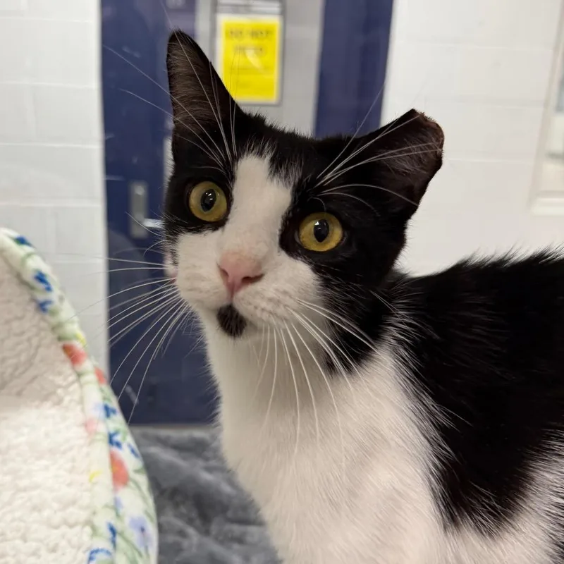 A young medium-sized female Black Domestic Short Hair cat named Abigail for adoption in Hampton Bays, NY