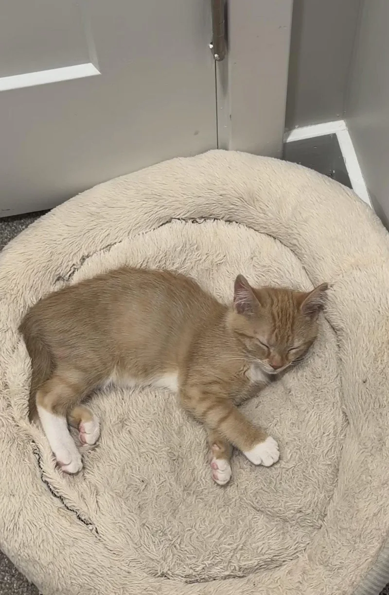 A baby medium-sized female Orange & White Domestic Short Hair cat named Mango for adoption in Naugatuck, CT