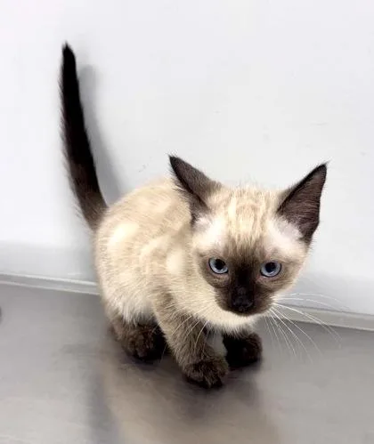 A baby small-sized male Cream Point Domestic Short Hair cat named Sammy at PetSmart in for adoption in Bishop, GA