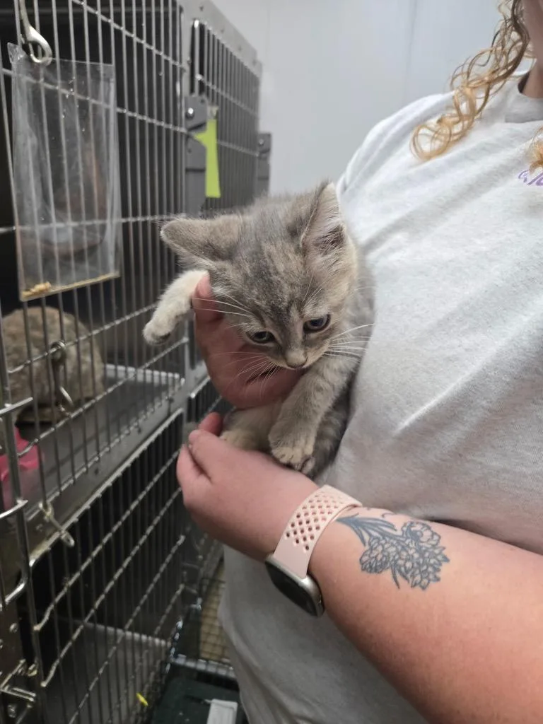 A baby medium-sized female Domestic Short Hair cat named Wendi for adoption in Mount Gilead, NC