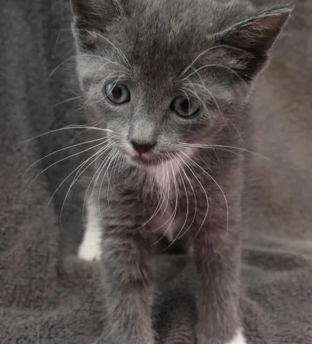 A baby medium-sized male Domestic Short Hair cat named Piglet for adoption in Thief River Falls, MN