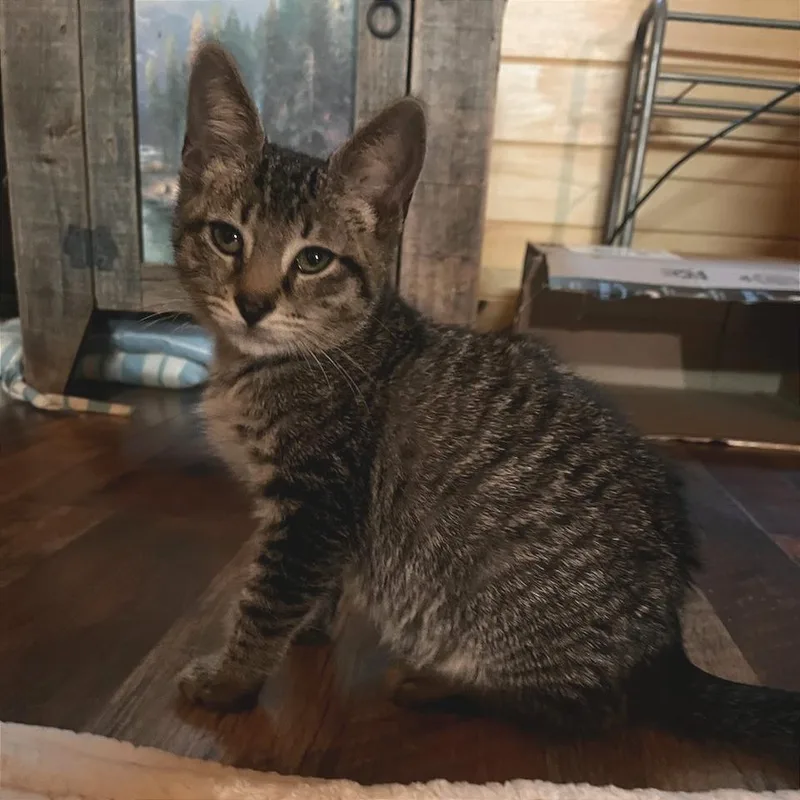 A baby small-sized male Domestic Short Hair cat named Kyoshi for adoption in Cumming, GA