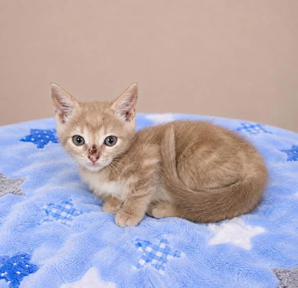 A baby small-sized male Domestic Short Hair cat named Mango for adoption in Lafayette, LA