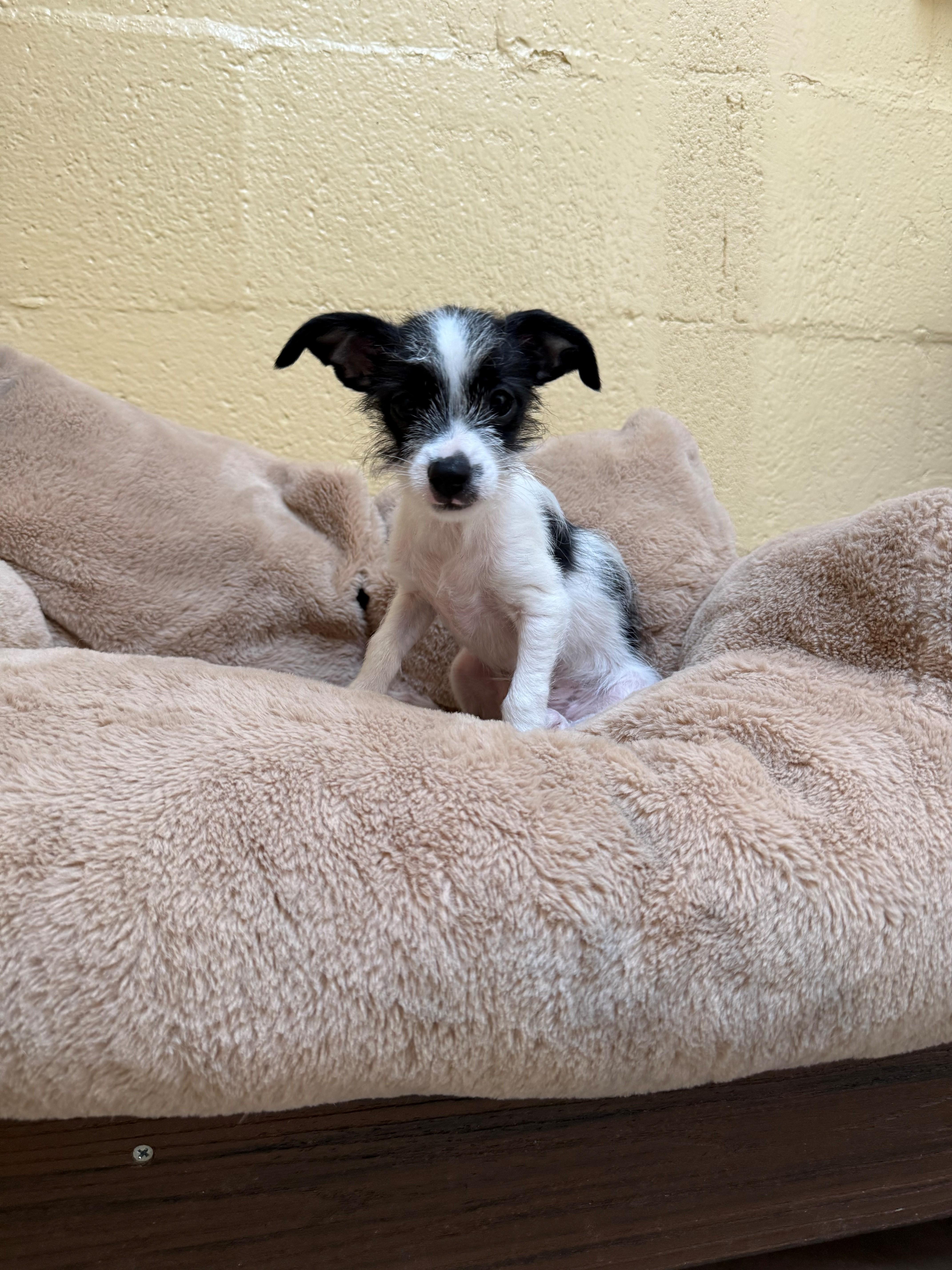 A young small-sized male Cairn Terrier dog named Baby Arnold for adoption in Laguna Beach, CA
