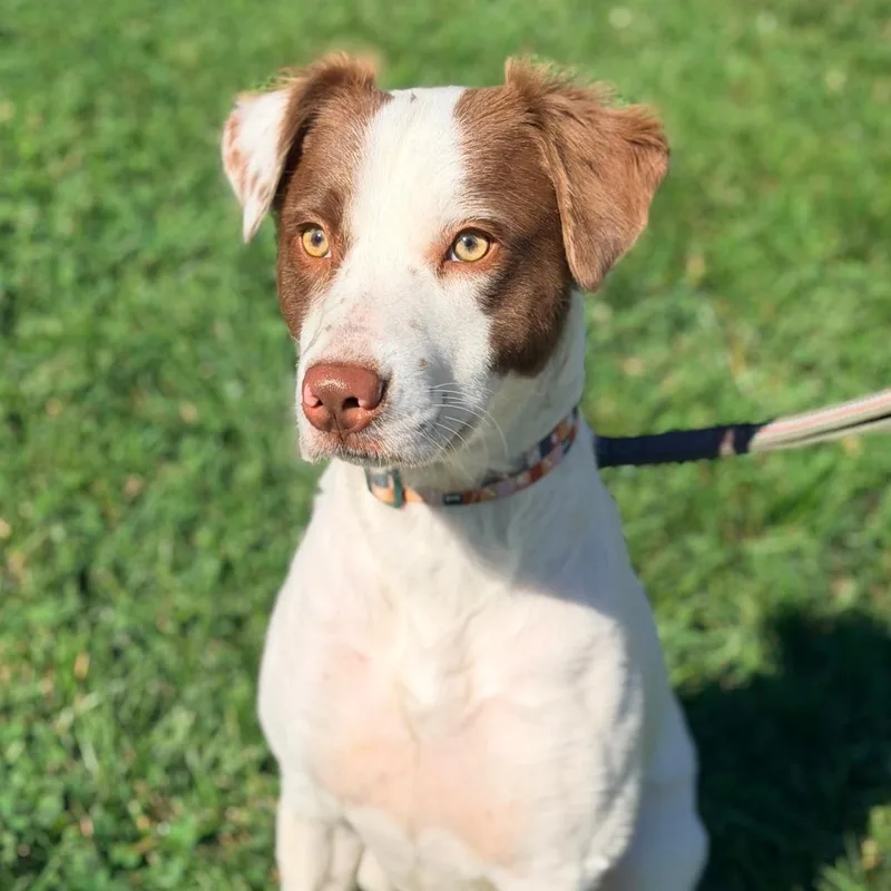 An adult small-sized male White / Cream Mixed Breed dog named Scout for adoption in Huntington, WV