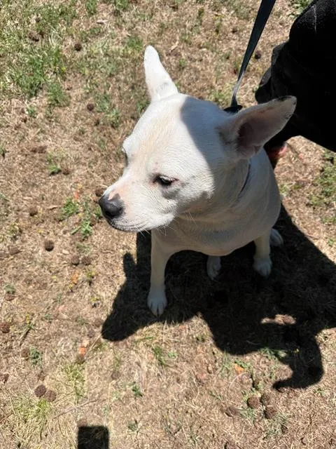 An adult large-sized male Pit Bull Terrier dog named Milo for adoption in Charlotte, NC