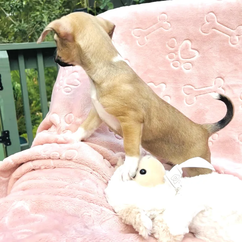 A baby small-sized female Sable Chihuahua dog named Aspen for adoption in Conroe, TX