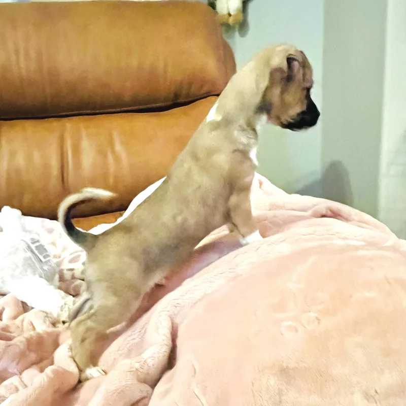 Aspen thumbnail 5