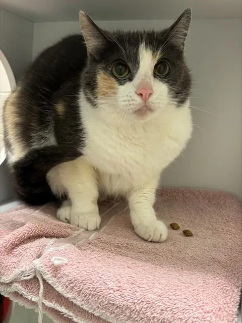 A senior medium-sized female Domestic Short Hair cat named Gray for adoption in Leesburg, VA
