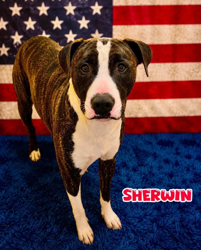 A young medium-sized male Brindle Mixed Breed dog named Sherwin for adoption in Flint, MI