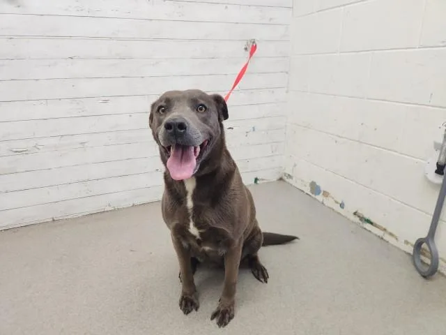 An adult large-sized female Pit Bull Terrier dog named Blossom for adoption in San Bernardino, CA