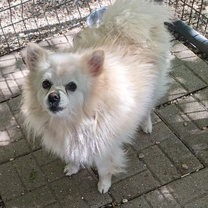 An adult small-sized male White / Cream Pomeranian dog named Pascal for adoption in Madison, WI