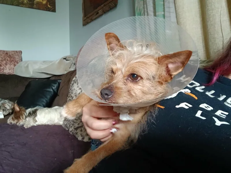An adult small-sized male Black Yorkshire Terrier dog named Renny for adoption in Vernon, CT