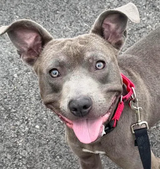 A young medium-sized male Gray / Blue / Silver Pit Bull Terrier dog named Cole for adoption in Euclid, OH