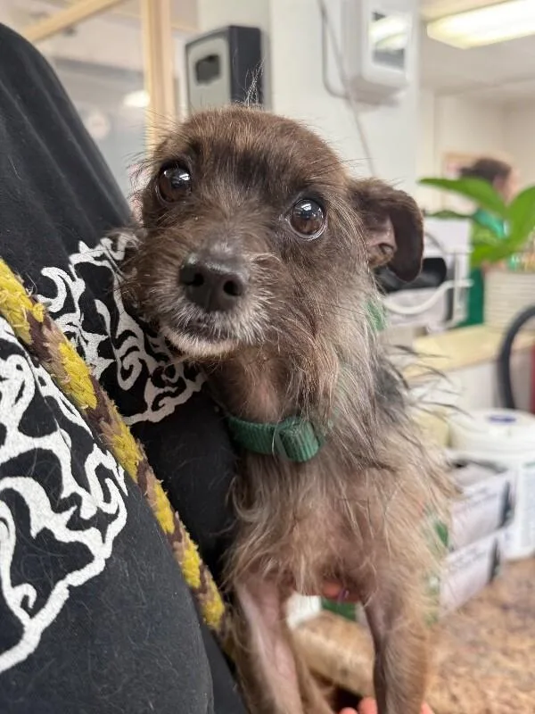 An adult small-sized female Brown / Chocolate Mixed Breed dog named Pico for adoption in Cincinnati, OH