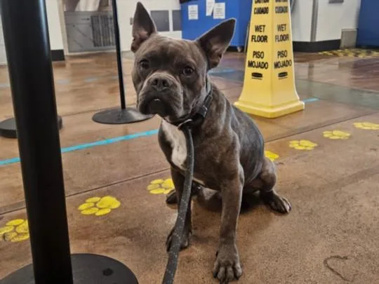 A young small-sized male Mixed Breed dog named Big Bopper for adoption in Van Nuys, CA