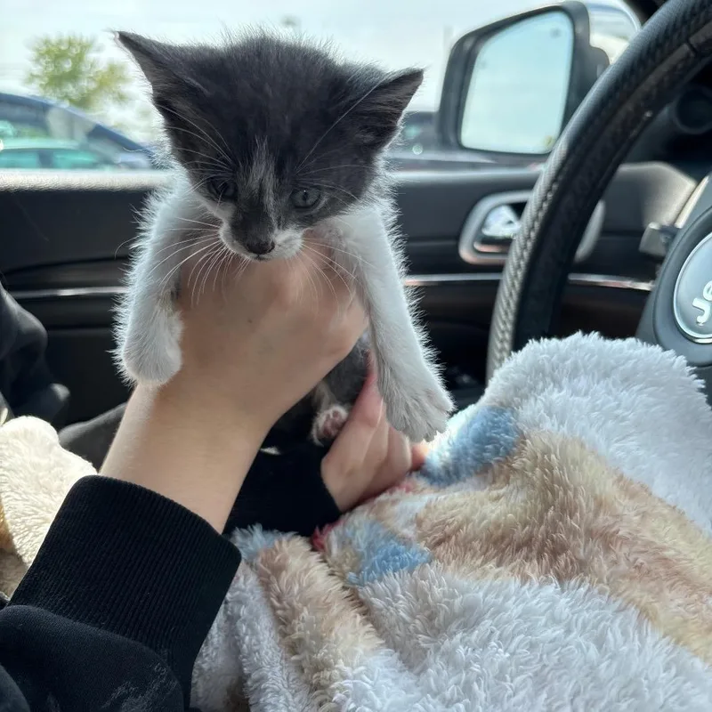 A baby small-sized female Gray / Blue / Silver Domestic Short Hair cat named Crumb for adoption in Rochester, MN
