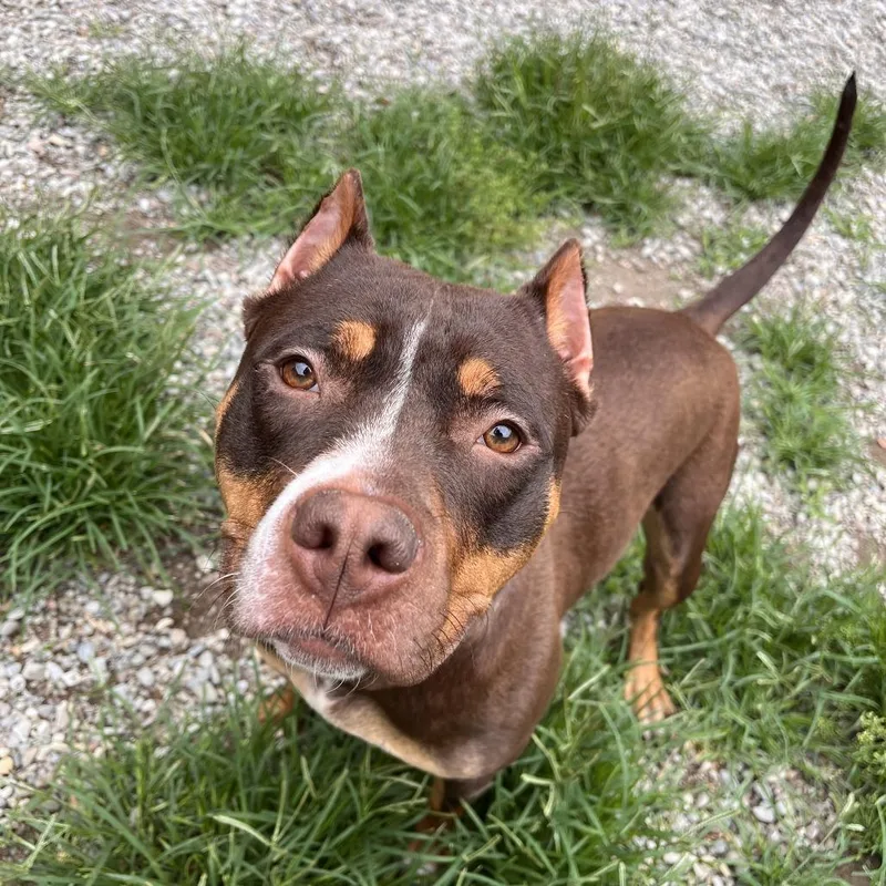 A young medium-sized female Brown / Chocolate Mixed Breed dog named Ruby for adoption in Fairport, NY
