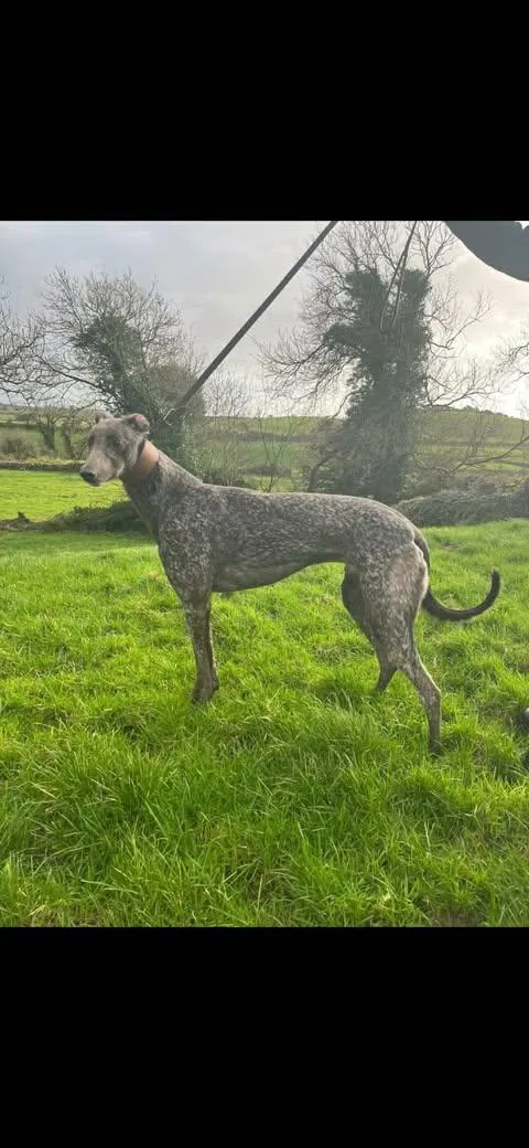 An adult large-sized male Greyhound dog named Burnpark Shadow for adoption in Tarpon Springs, FL