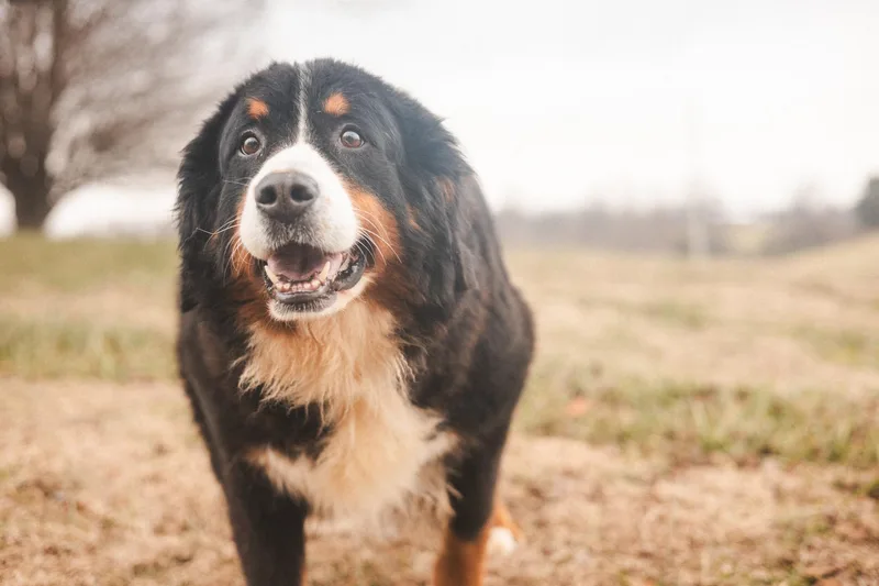 Cayenne  Transport thumbnail 2