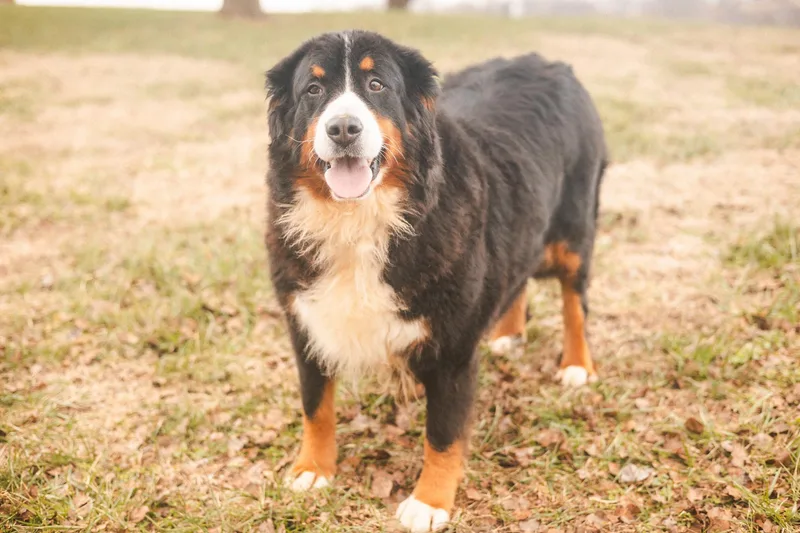 Cayenne  Transport thumbnail 5