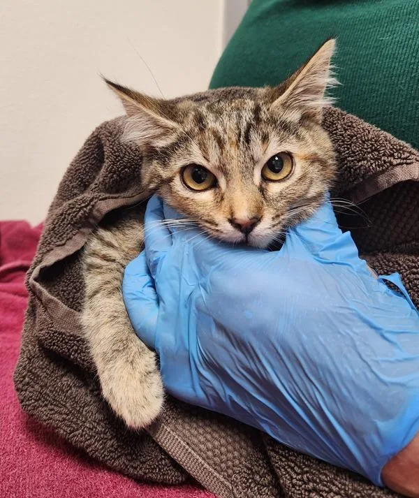 A baby small-sized female Domestic Short Hair cat named Twinkletoes for adoption in Santa Rosa, CA