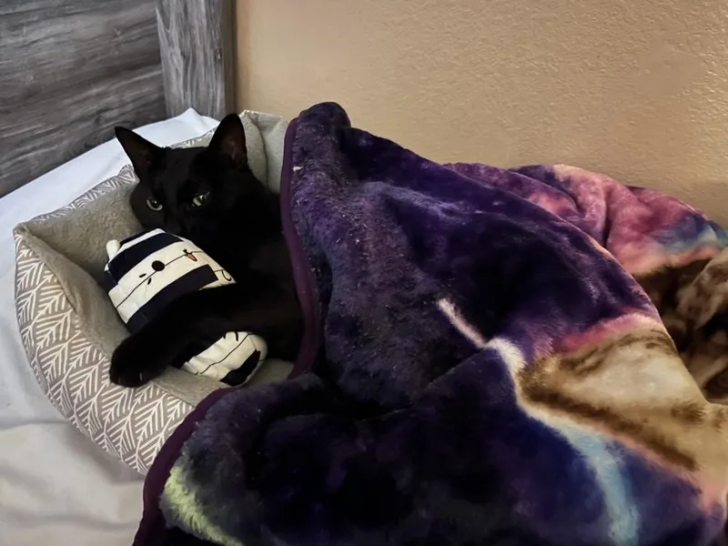 Zipper "midnight" thumbnail 2