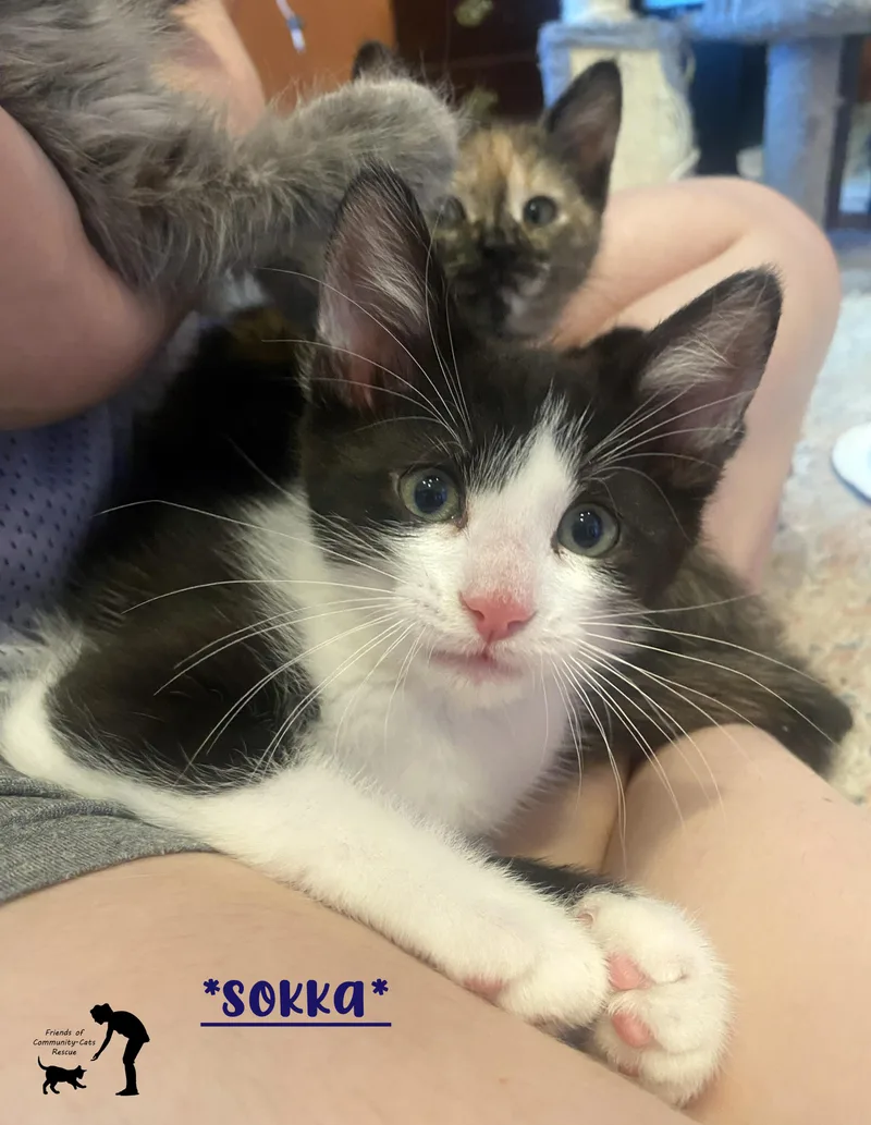 A baby medium-sized male Black & White / Tuxedo Domestic Short Hair cat named Sokka for adoption in Centerville, UT