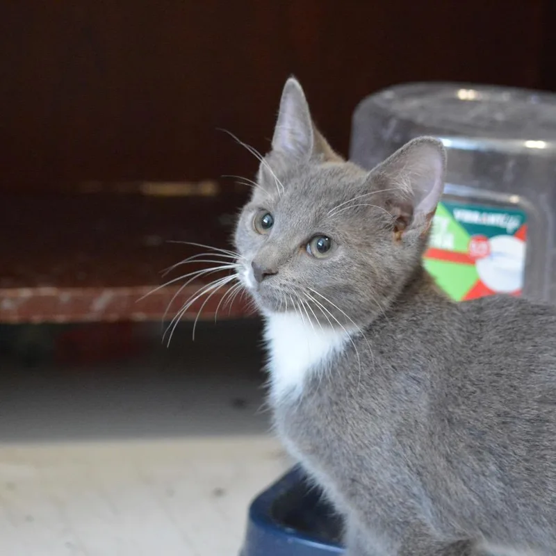 A baby medium-sized female Gray & White Russian Blue cat named Chalupa for adoption in Fort Oglethorpe, GA