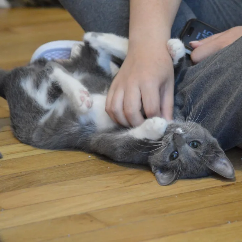 Chalupa thumbnail 2