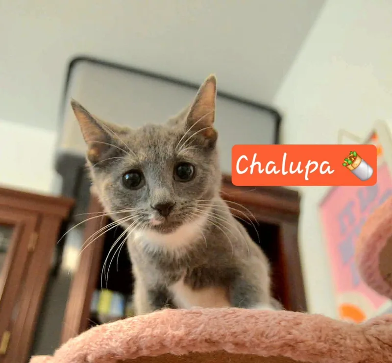 Chalupa thumbnail 3