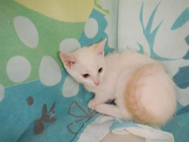 A baby small-sized male Domestic Short Hair cat named Tiberius for adoption in San Jose, CA