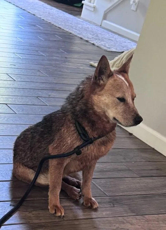 An adult medium-sized male Tricolor (Brown, Black, & White) Australian Cattle Dog / Blue Heeler dog named Hank for adoption in Providence Forge, VA