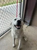 A young extra large-sized female White / Cream Great Pyrenees dog named Elsa for adoption in Cibolo, TX