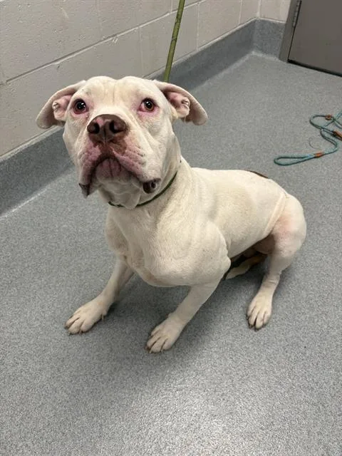 A young large-sized male American Bulldog dog named Tyson for adoption in Indianapolis, IN