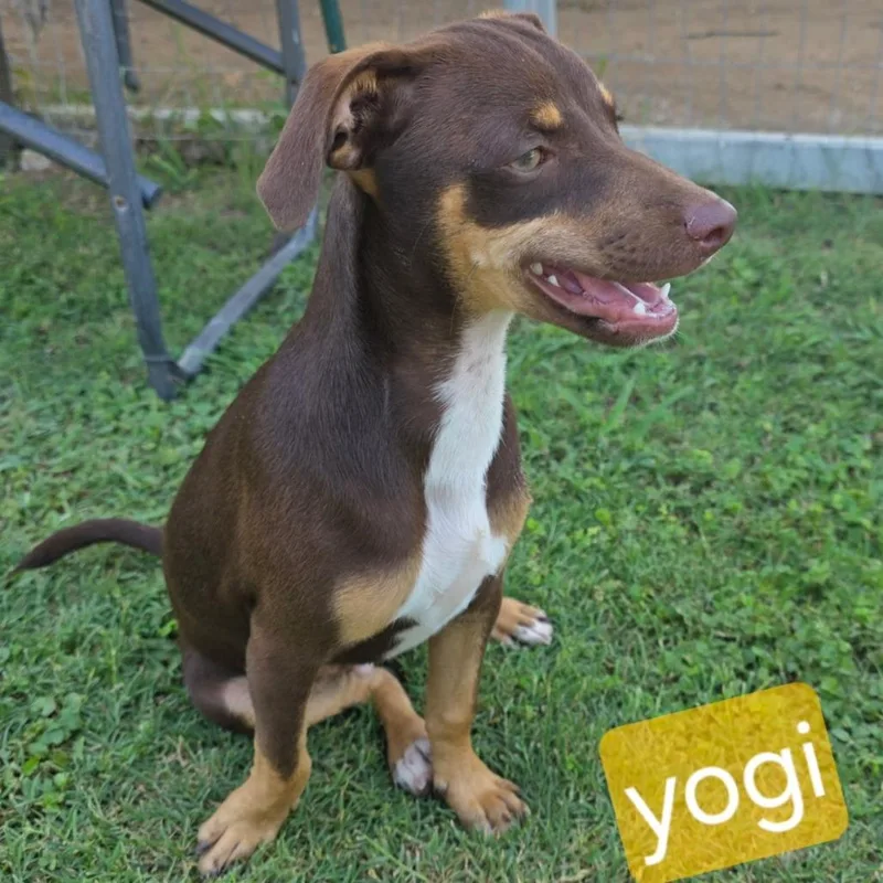 A young small-sized male White / Cream Dachshund dog named Yogi for adoption in Floresville, TX