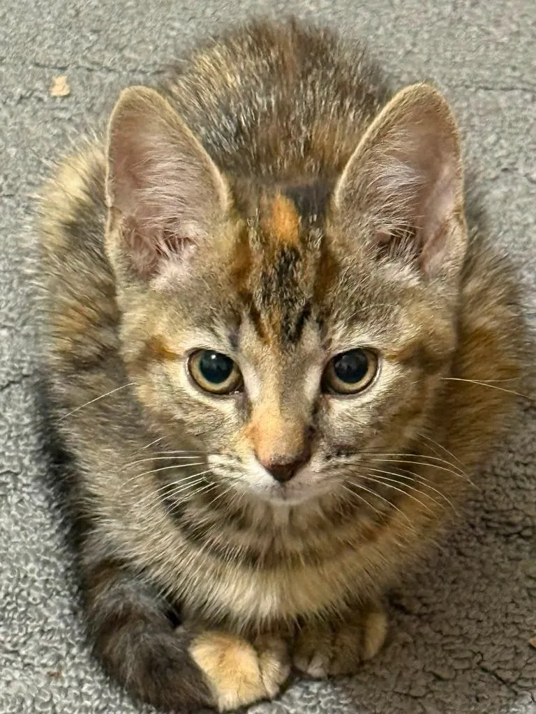 A baby small-sized female Domestic Short Hair cat named Elise for adoption in Wintersville, OH