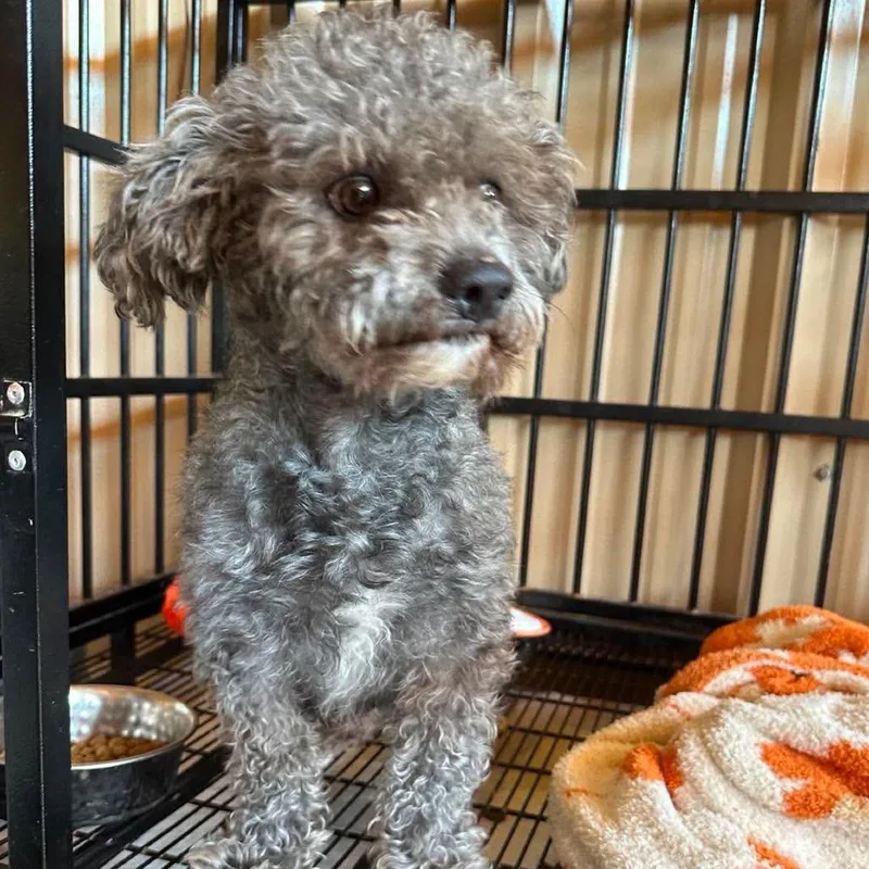 An adult small-sized male Gray / Blue / Silver Poodle dog named Sterling COMING SOON for adoption in Loves Park, IL