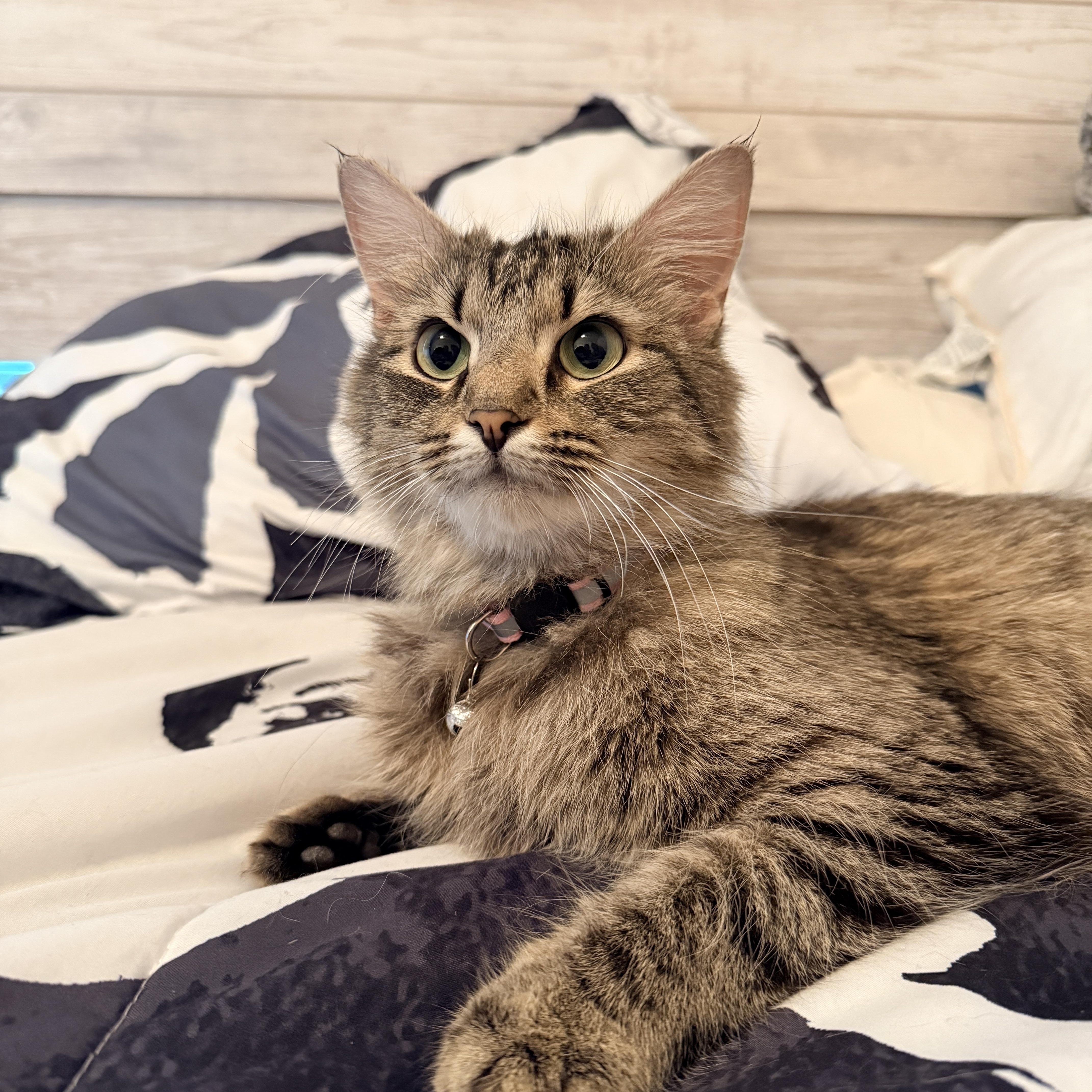 A young medium-sized female Tabby (Buff / Tan / Fawn) Domestic Short Hair cat named Flower Pot for adoption in Richmond, VA