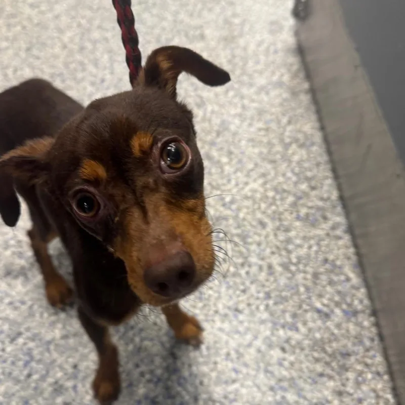 An adult small-sized male Black Doberman Pinscher dog named Tarik for adoption in Greenville, SC