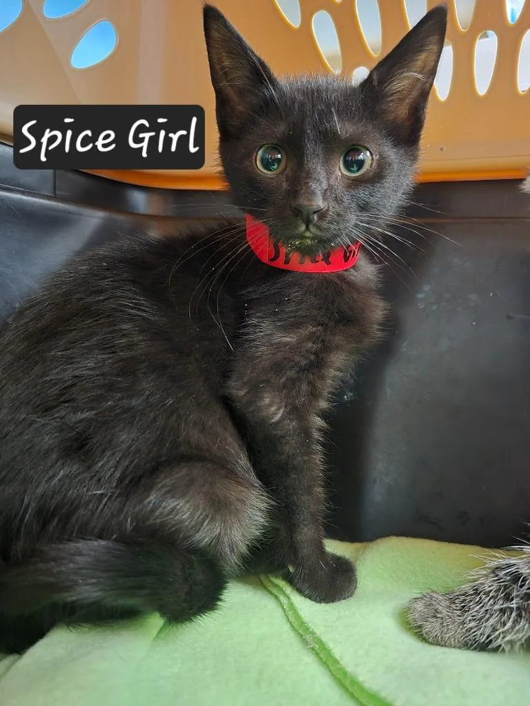 A baby small-sized female Domestic Short Hair cat named Spice Girl for adoption in Maumelle, AR