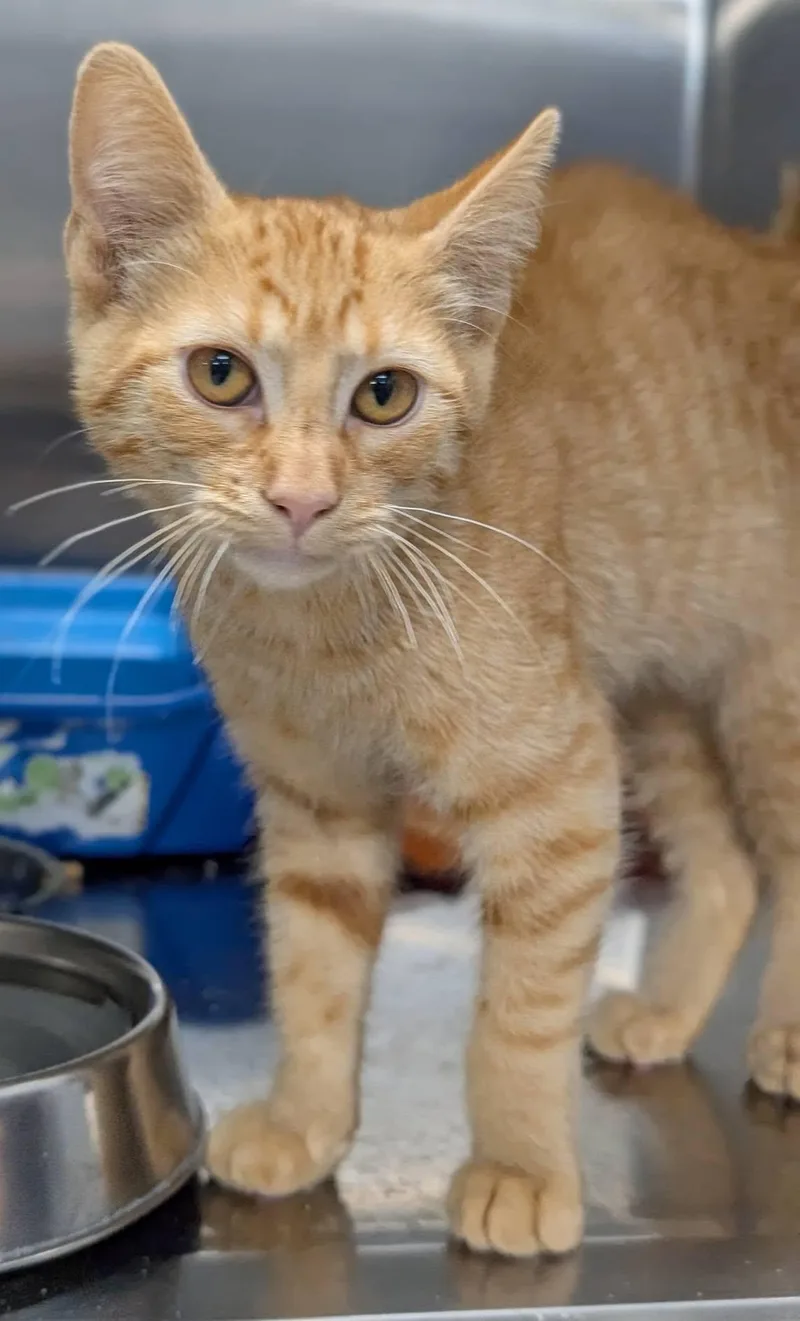 A baby medium-sized male Domestic Short Hair cat named Orangsicle aka Orangie for adoption in Blaine, MN