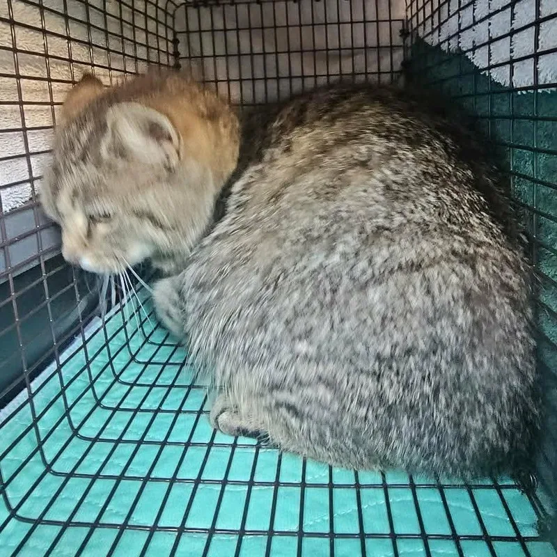 An adult medium-sized female Brown / Chocolate Domestic Short Hair cat named Phoebe for adoption in Hedgesville, WV